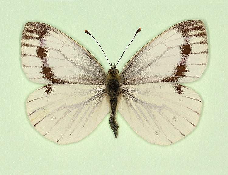 Pieris napi female (aberrant form continua) (Internet Image property of respective owner, non-commercial use only)